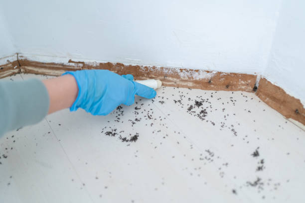 Best Insect Control  in Eunice, NM